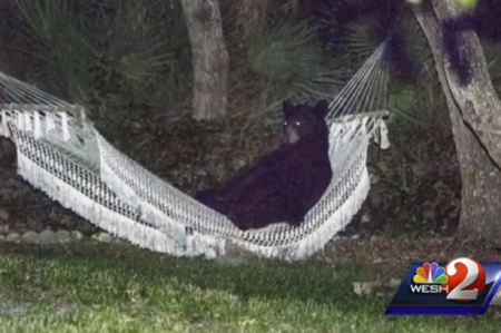 aaa_Black-bear-sleeping-in-hammock